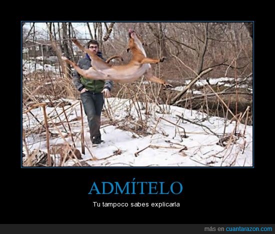 wtf,volador,perro,nieve